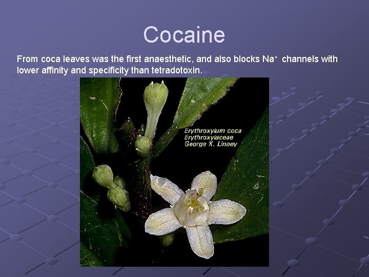 Cocaine From coca leaves was the first anaesthetic, and also blocks Na+ channels with