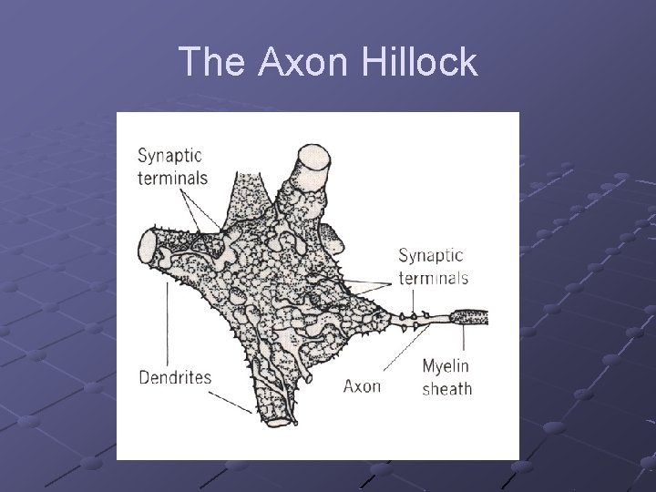 The Axon Hillock 