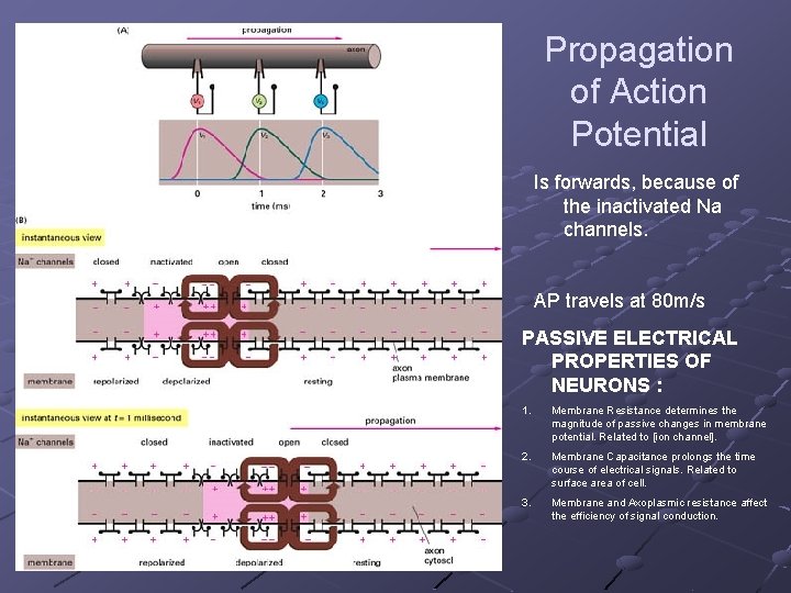 Propagation of Action Potential Is forwards, because of the inactivated Na channels. AP travels
