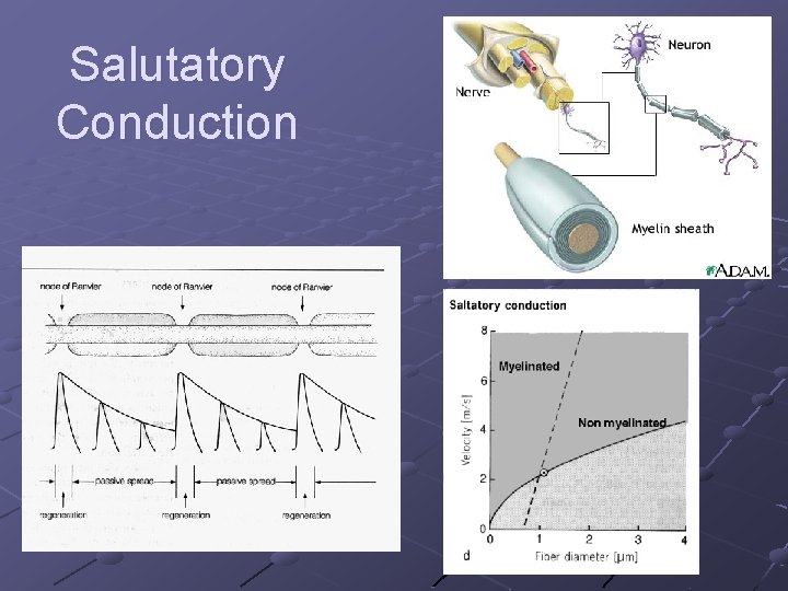 Salutatory Conduction 