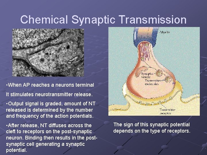 Chemical Synaptic Transmission • When AP reaches a neurons terminal It stimulates neurotransmitter release.