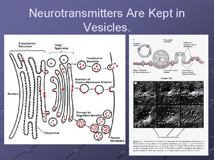 Neurotransmitters Are Kept in Vesicles. 