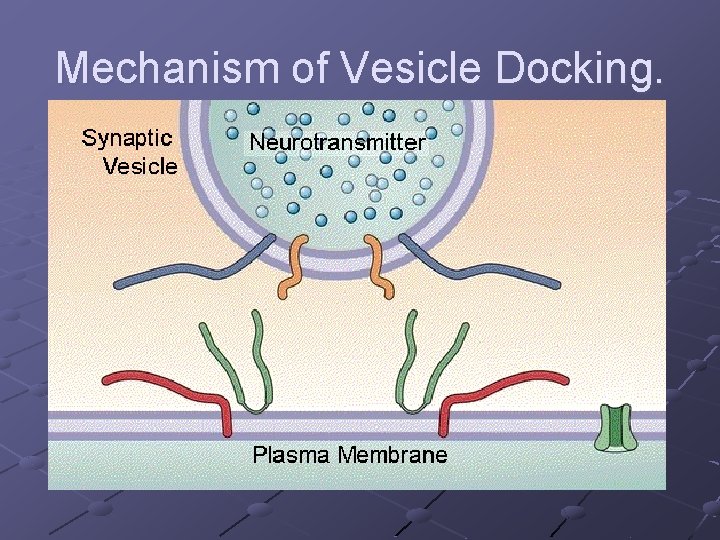 Mechanism of Vesicle Docking. 