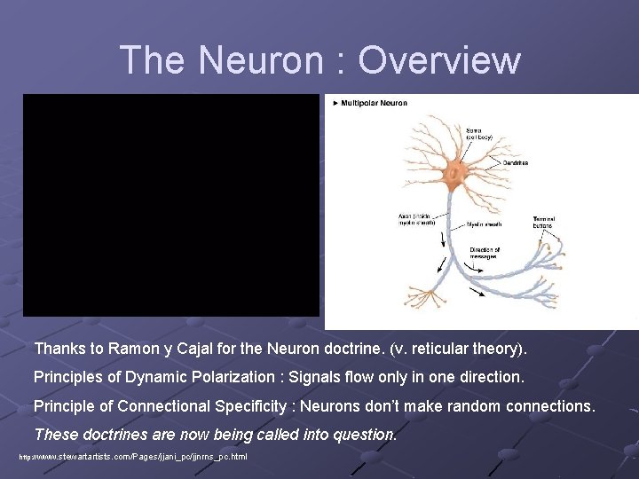 The Neuron : Overview Thanks to Ramon y Cajal for the Neuron doctrine. (v.