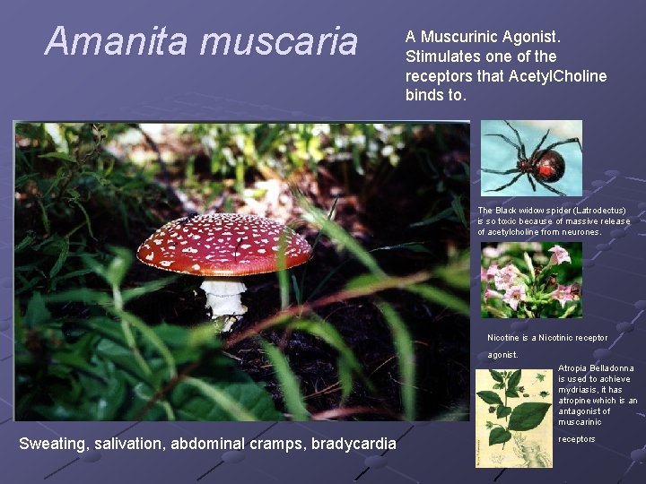 Amanita muscaria A Muscurinic Agonist. Stimulates one of the receptors that Acetyl. Choline binds
