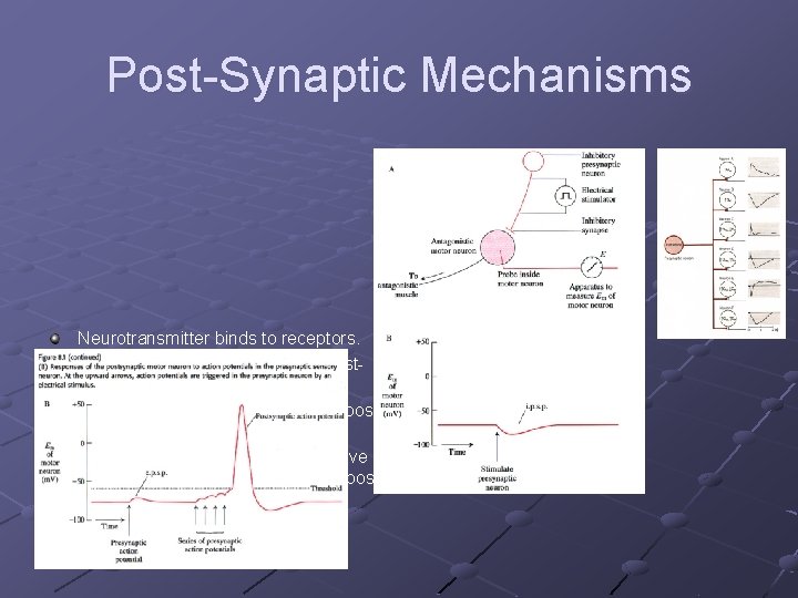 Post-Synaptic Mechanisms Neurotransmitter binds to receptors. Change in ionic permeability of postsynaptic cell. Change