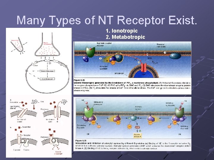 Many Types of NT Receptor Exist. 1. Ionotropic 2. Metabotropic 