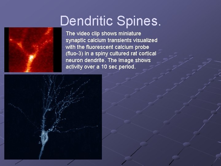 Dendritic Spines. The video clip shows miniature synaptic calcium transients visualized with the fluorescent