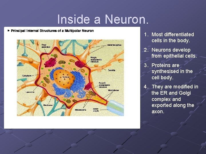 Inside a Neuron. 1. Most differentiated cells in the body. 2. Neurons develop from