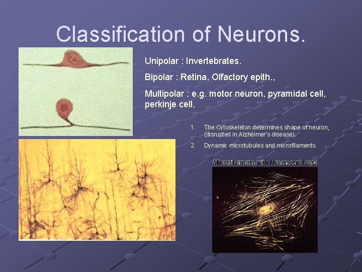 Classification of Neurons. Unipolar : Invertebrates. Bipolar : Retina, Olfactory epith. , Multipolar :