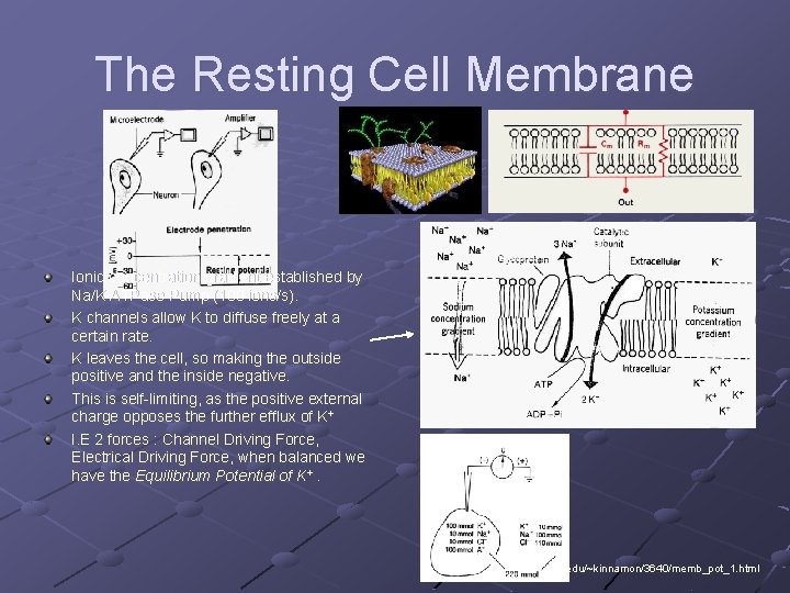 The Resting Cell Membrane Ionic concentration gradient established by Na/K ATPase Pump (100 ions/s).