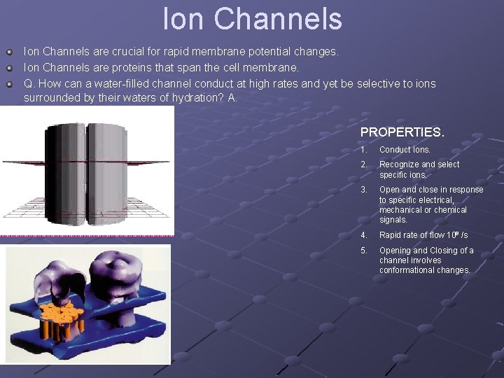 Ion Channels are crucial for rapid membrane potential changes. Ion Channels are proteins that