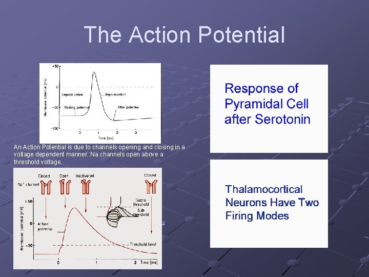 The Action Potential An Action Potential is due to channels opening and closing in