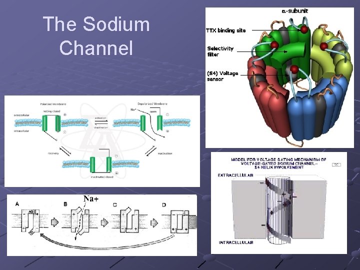 The Sodium Channel 