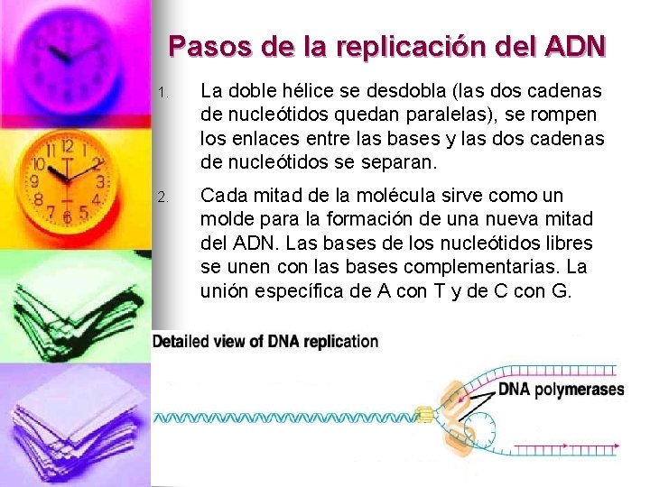 Pasos de la replicación del ADN 1. La doble hélice se desdobla (las dos
