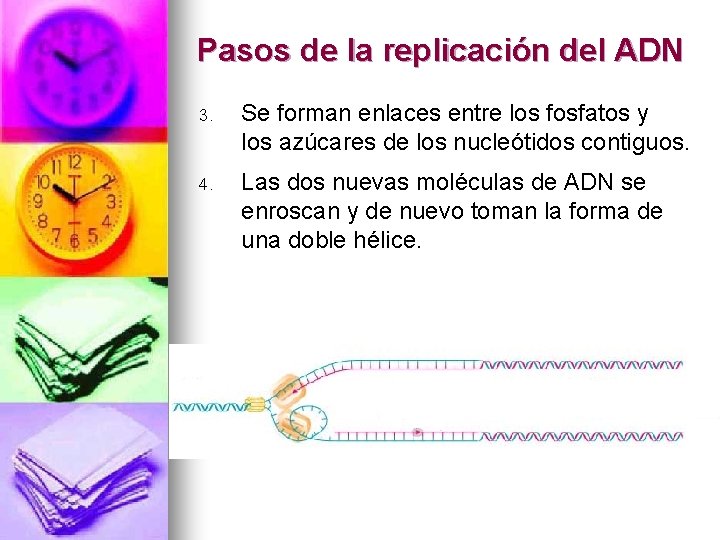 Pasos de la replicación del ADN 3. Se forman enlaces entre los fosfatos y