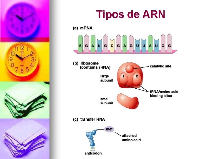 Tipos de ARN 