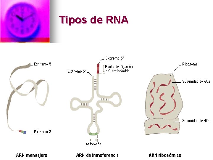 Tipos de RNA 