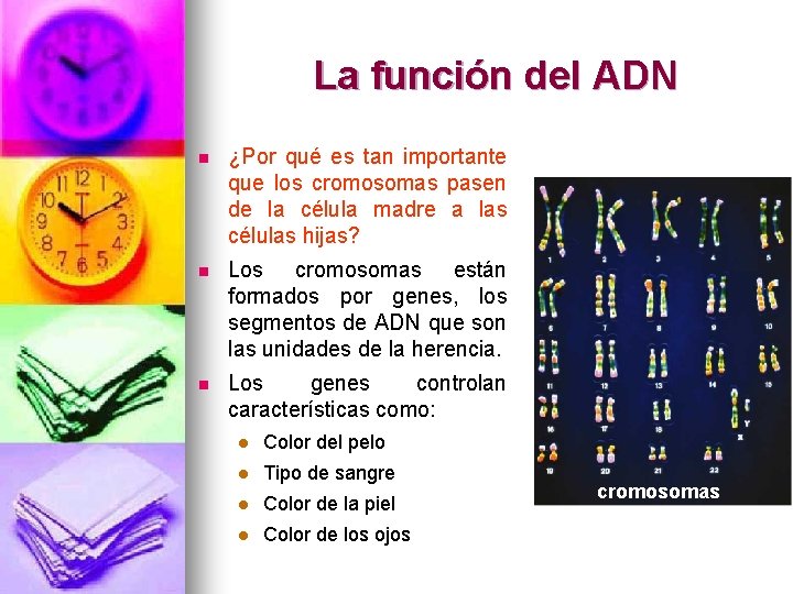 La función del ADN n ¿Por qué es tan importante que los cromosomas pasen