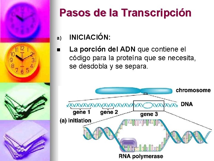 Pasos de la Transcripción a) INICIACIÓN: n La porción del ADN que contiene el