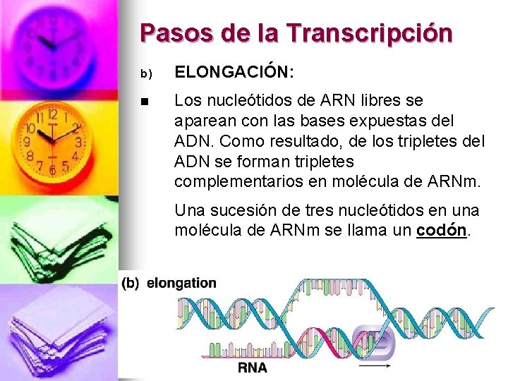 Pasos de la Transcripción b) ELONGACIÓN: n Los nucleótidos de ARN libres se aparean