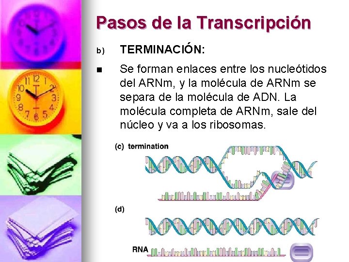 Pasos de la Transcripción b) TERMINACIÓN: n Se forman enlaces entre los nucleótidos del