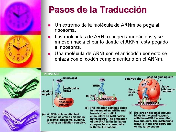 Pasos de la Traducción n Un extremo de la molécula de ARNm se pega