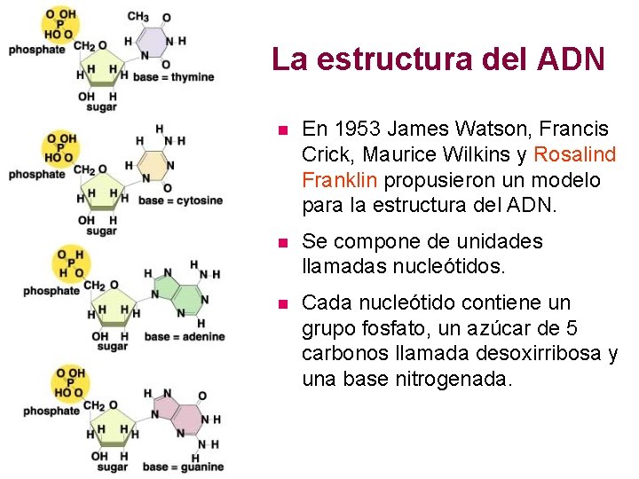 La estructura del ADN n En 1953 James Watson, Francis Crick, Maurice Wilkins y