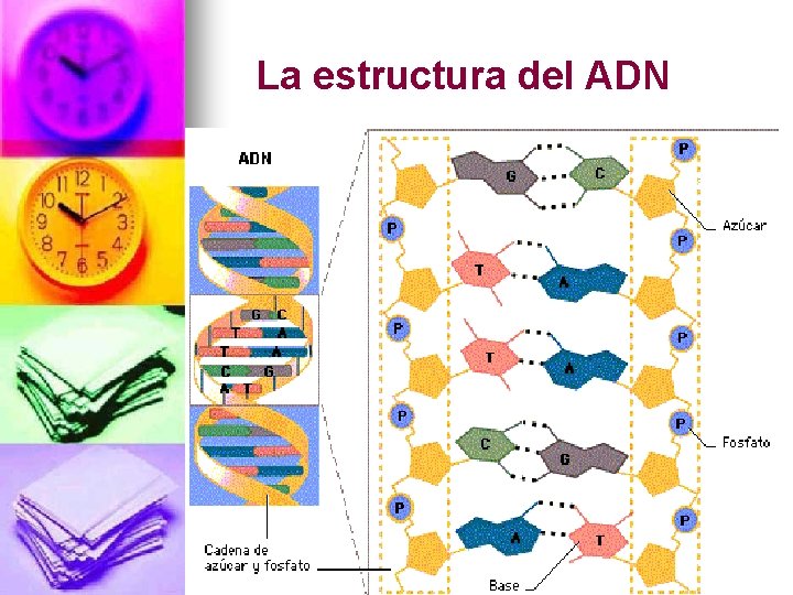 La estructura del ADN 