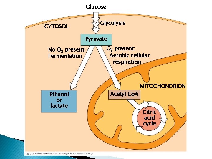 Glucose Glycolysis CYTOSOL Pyruvate No O 2 present: Fermentation Ethanol or lactate O 2