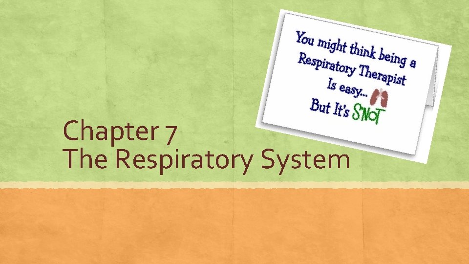 Chapter 7 The Respiratory System 