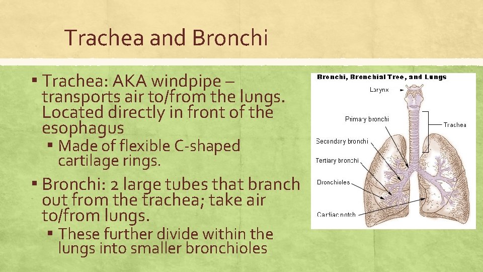 Trachea and Bronchi ▪ Trachea: AKA windpipe – transports air to/from the lungs. Located