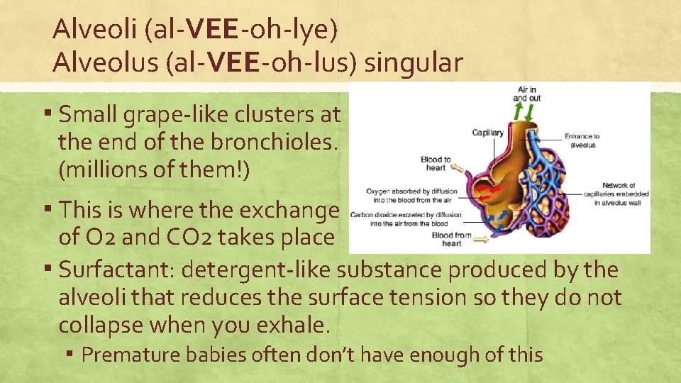 Alveoli (al-VEE-oh-lye) Alveolus (al-VEE-oh-lus) singular ▪ Small grape-like clusters at the end of the