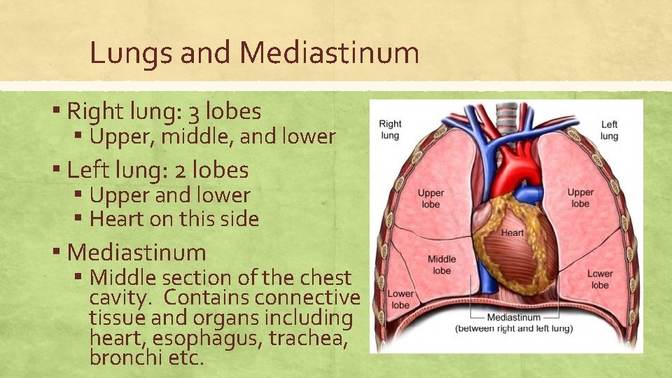 Lungs and Mediastinum ▪ Right lung: 3 lobes ▪ Upper, middle, and lower ▪