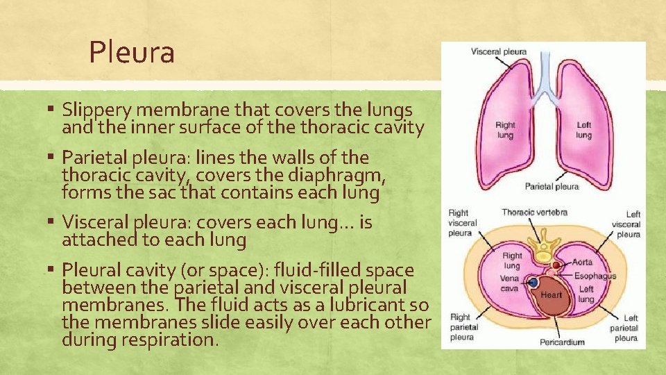 Pleura ▪ Slippery membrane that covers the lungs and the inner surface of the