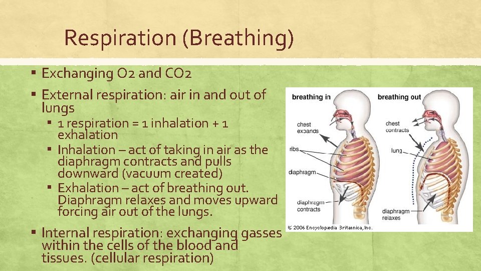 Respiration (Breathing) ▪ Exchanging O 2 and CO 2 ▪ External respiration: air in