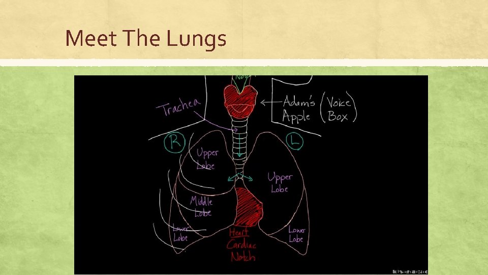 Meet The Lungs 