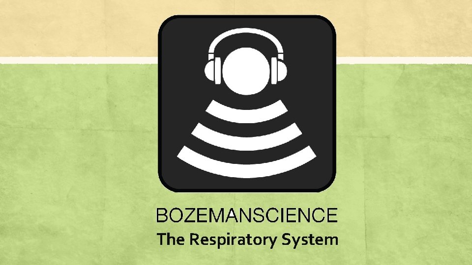 The Respiratory System 