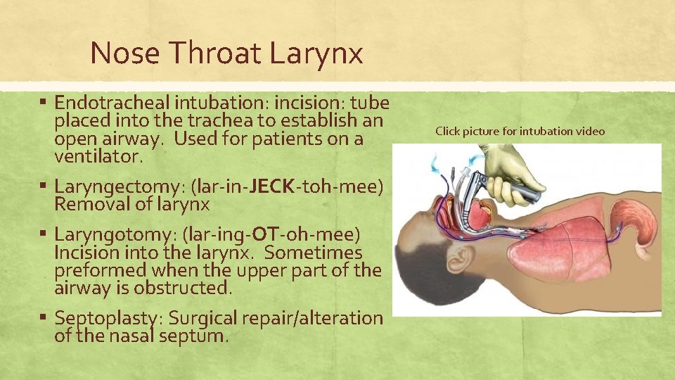 Nose Throat Larynx ▪ Endotracheal intubation: incision: tube placed into the trachea to establish