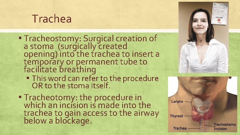 Trachea ▪ Tracheostomy: Surgical creation of a stoma (surgically created opening) into the trachea