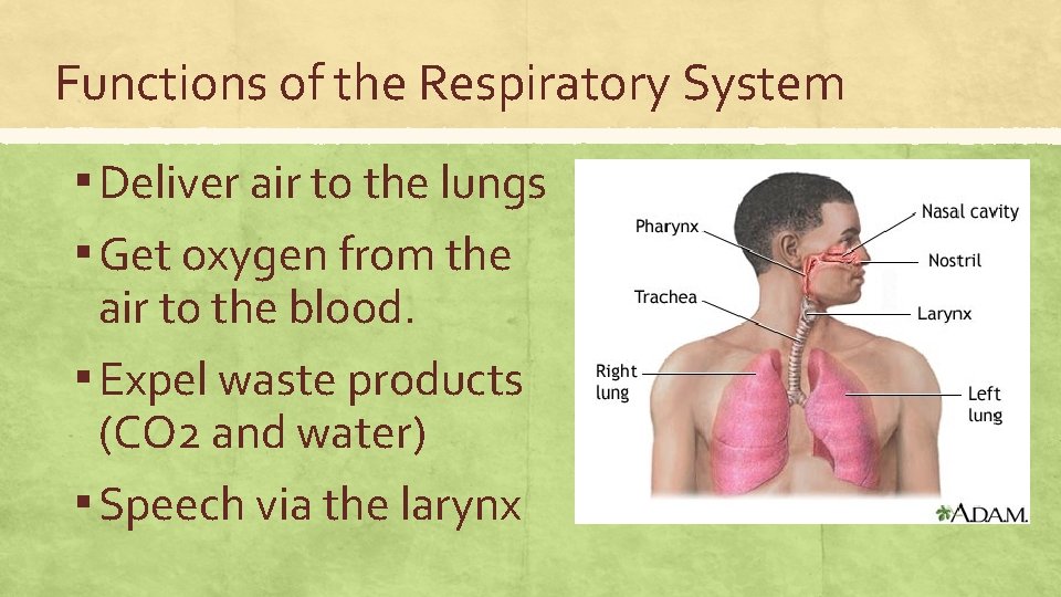 Functions of the Respiratory System ▪ Deliver air to the lungs ▪ Get oxygen