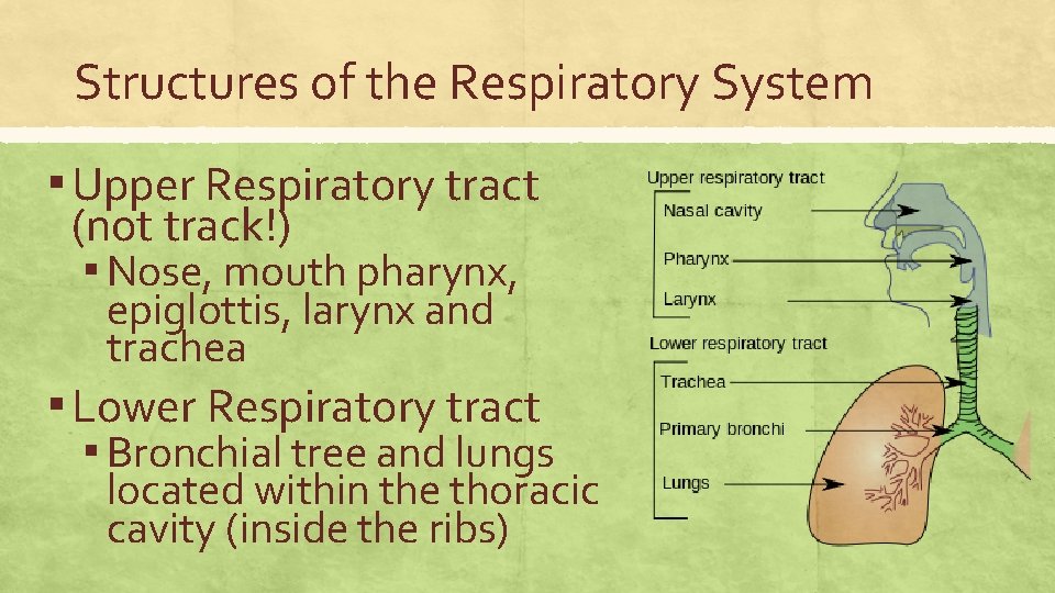 Structures of the Respiratory System ▪ Upper Respiratory tract (not track!) ▪ Nose, mouth
