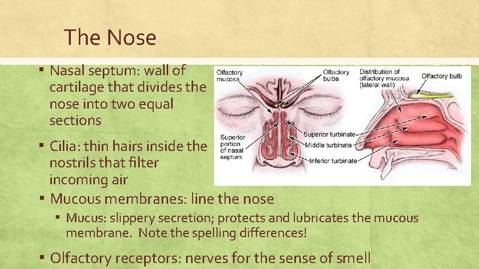 The Nose ▪ Nasal septum: wall of cartilage that divides the nose into two