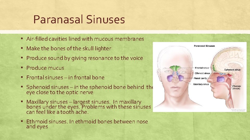 Paranasal Sinuses ▪ ▪ ▪ Air-filled cavities lined with mucous membranes Make the bones