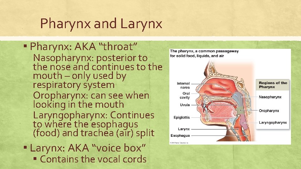 Pharynx and Larynx ▪ Pharynx: AKA “throat” Nasopharynx: posterior to the nose and continues