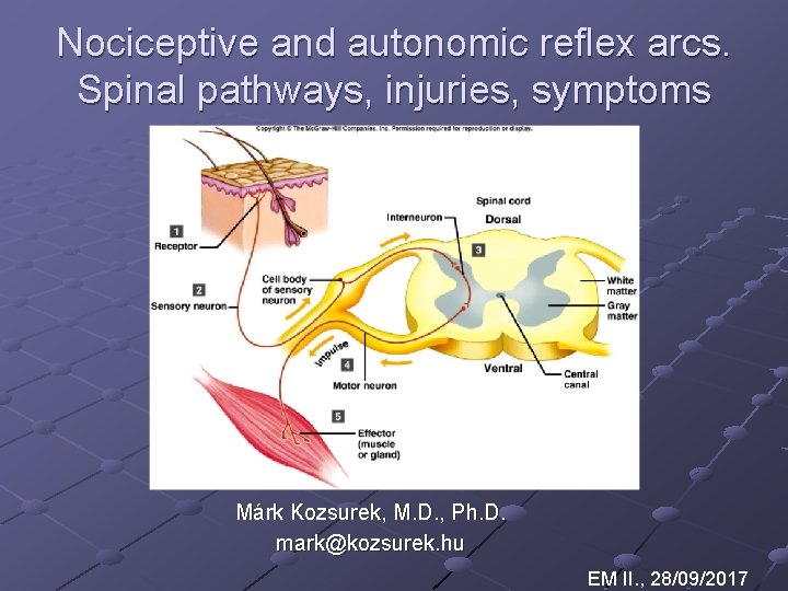 Nociceptive and autonomic reflex arcs. Spinal pathways, injuries, symptoms Márk Kozsurek, M. D. ,