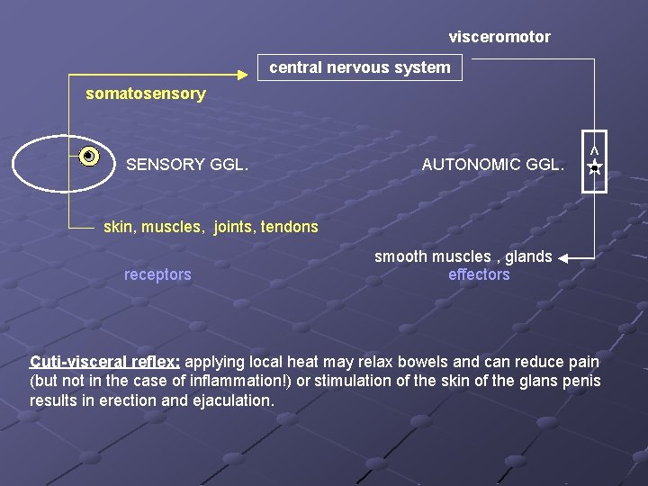 visceromotor central nervous system somatosensory AUTONOMIC GGL. v SENSORY GGL. skin, muscles, joints, tendons