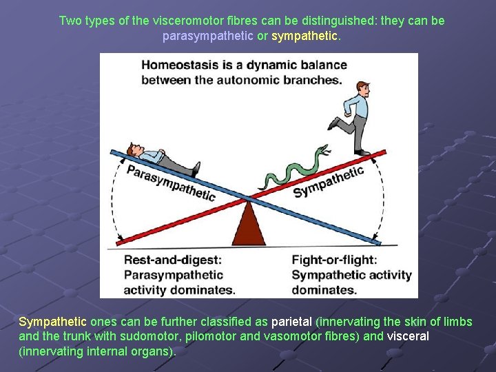 Two types of the visceromotor fibres can be distinguished: they can be parasympathetic or
