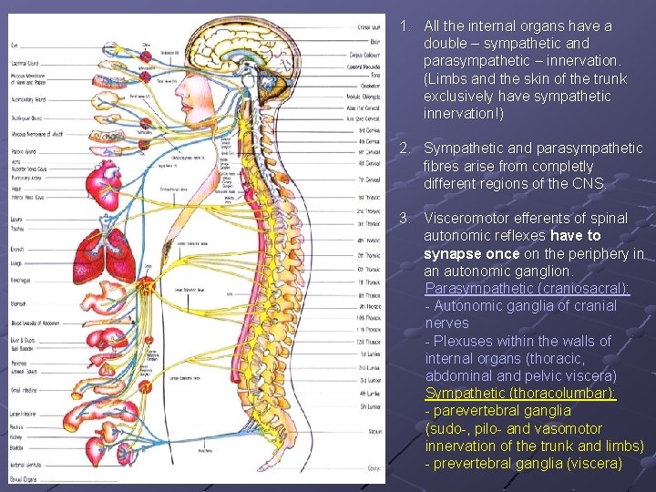 1. All the internal organs have a double – sympathetic and parasympathetic – innervation.