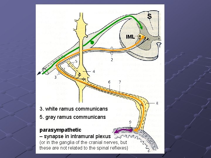 S IML 3. white ramus communicans 5. gray ramus communicans parasympathetic – synapse in